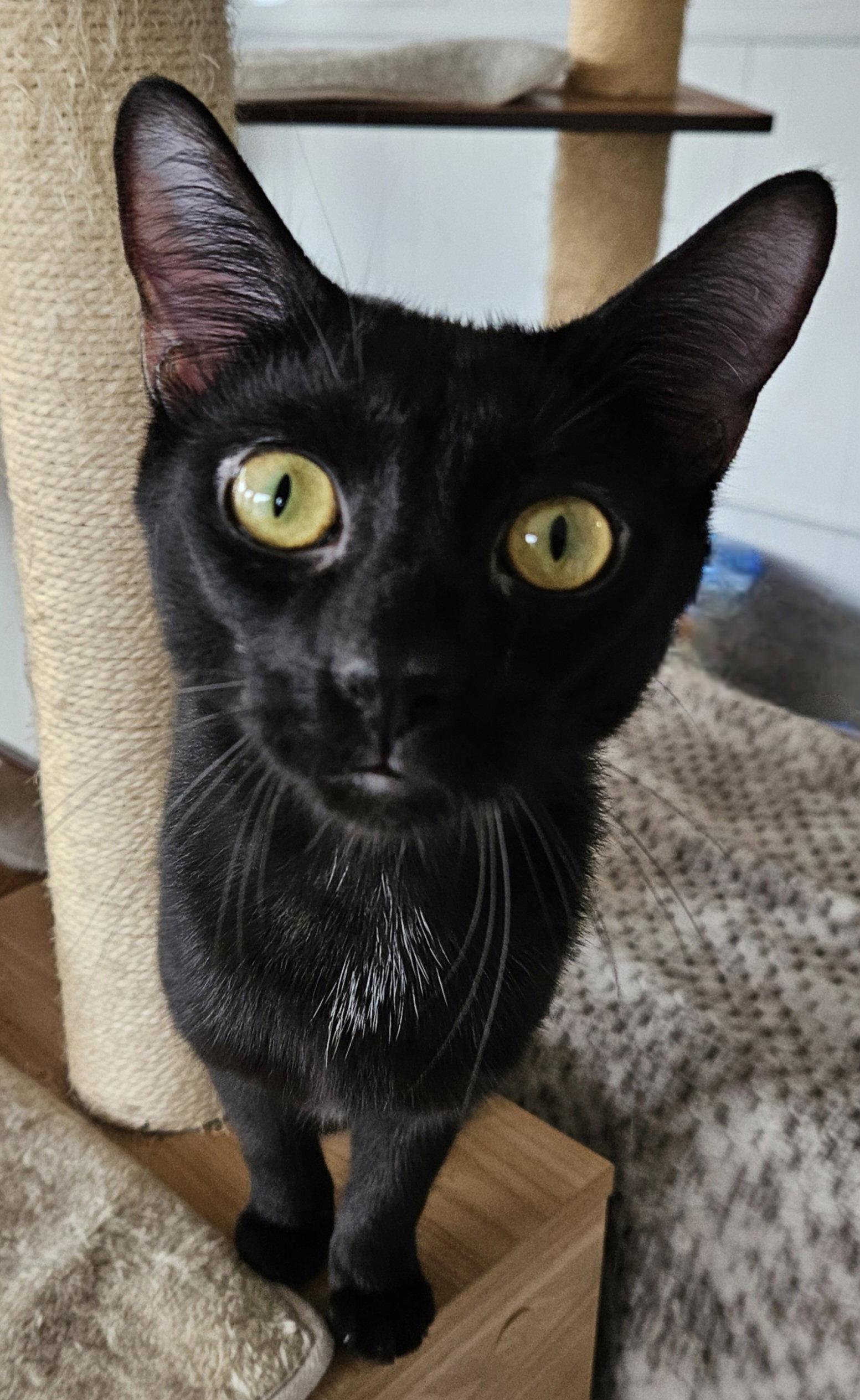Enlarge Cosmo, a Adopted Domestic Short Hair in Greenfield, IN image 3/3