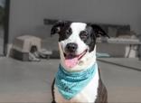 Enlarge Lovely, a Adoptable mixed breed in Winfield, KS image 1/1