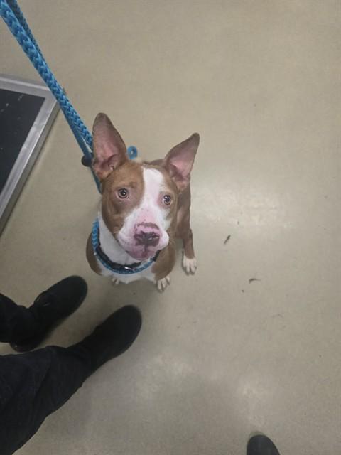 SWEETIE, Adoptable, Adult Female Pit Bull Terrier & Mixed Breed.