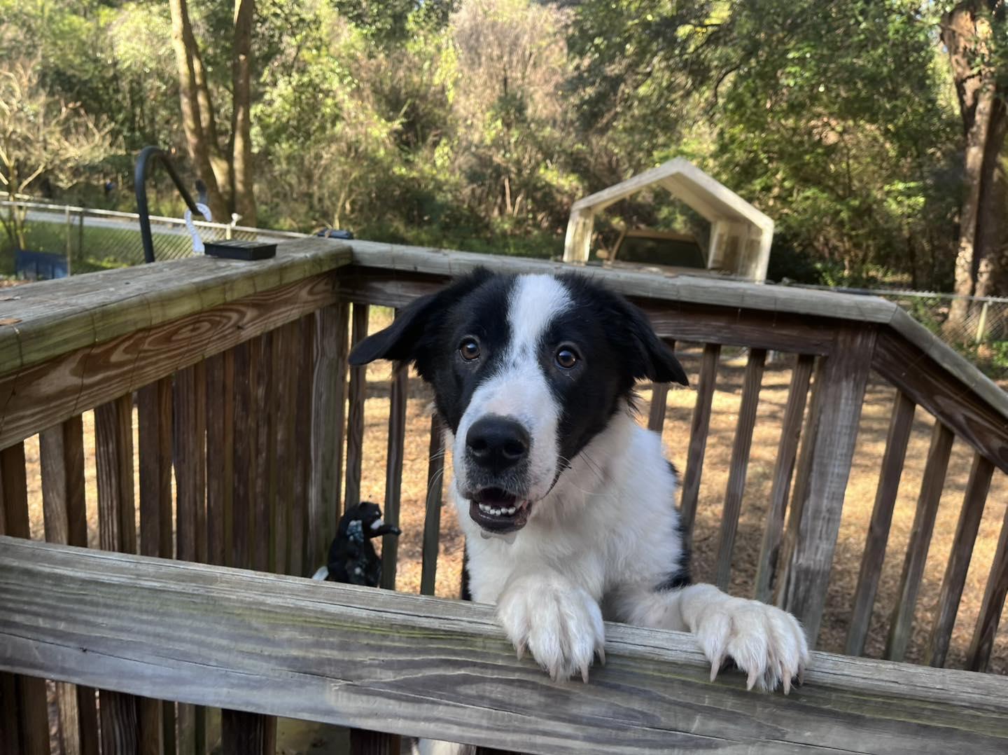 Jack , adopted, Young Male Border Collie.