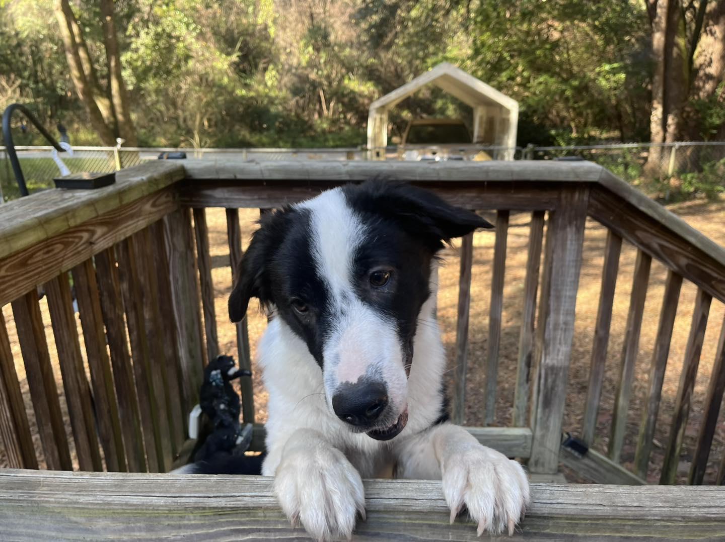 Enlarge Jack , a ADOPTABLE mixed breed in Green Cove Springs, FL image 2/6