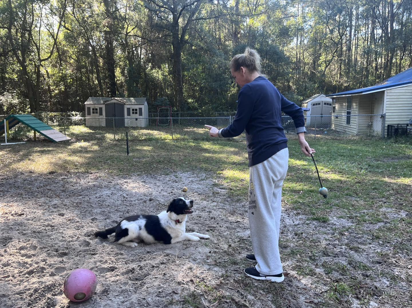 Jack , ADOPTABLE, Young Male Border Collie.