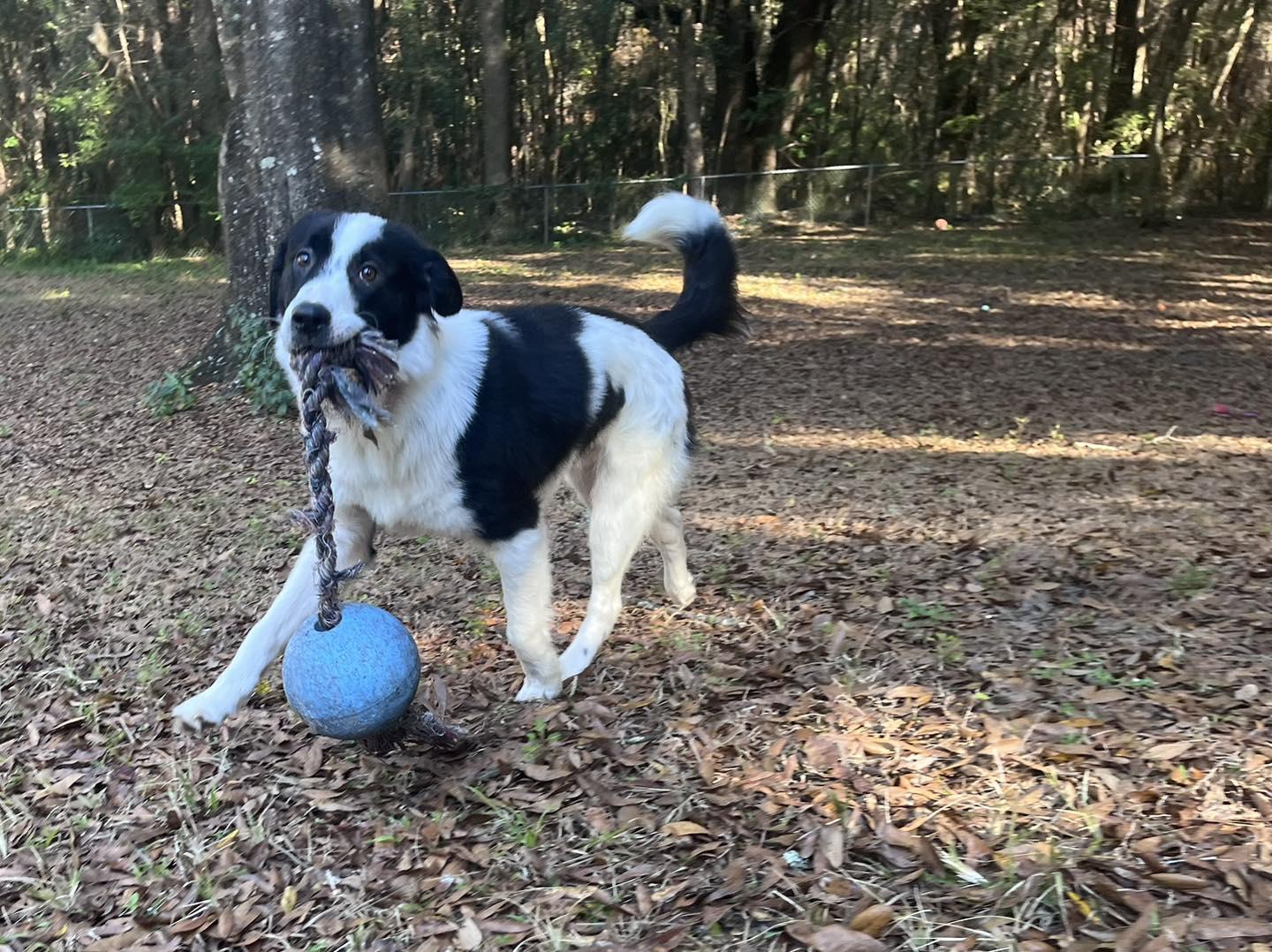 Enlarge Jack , a ADOPTABLE mixed breed in Green Cove Springs, FL image 4/6