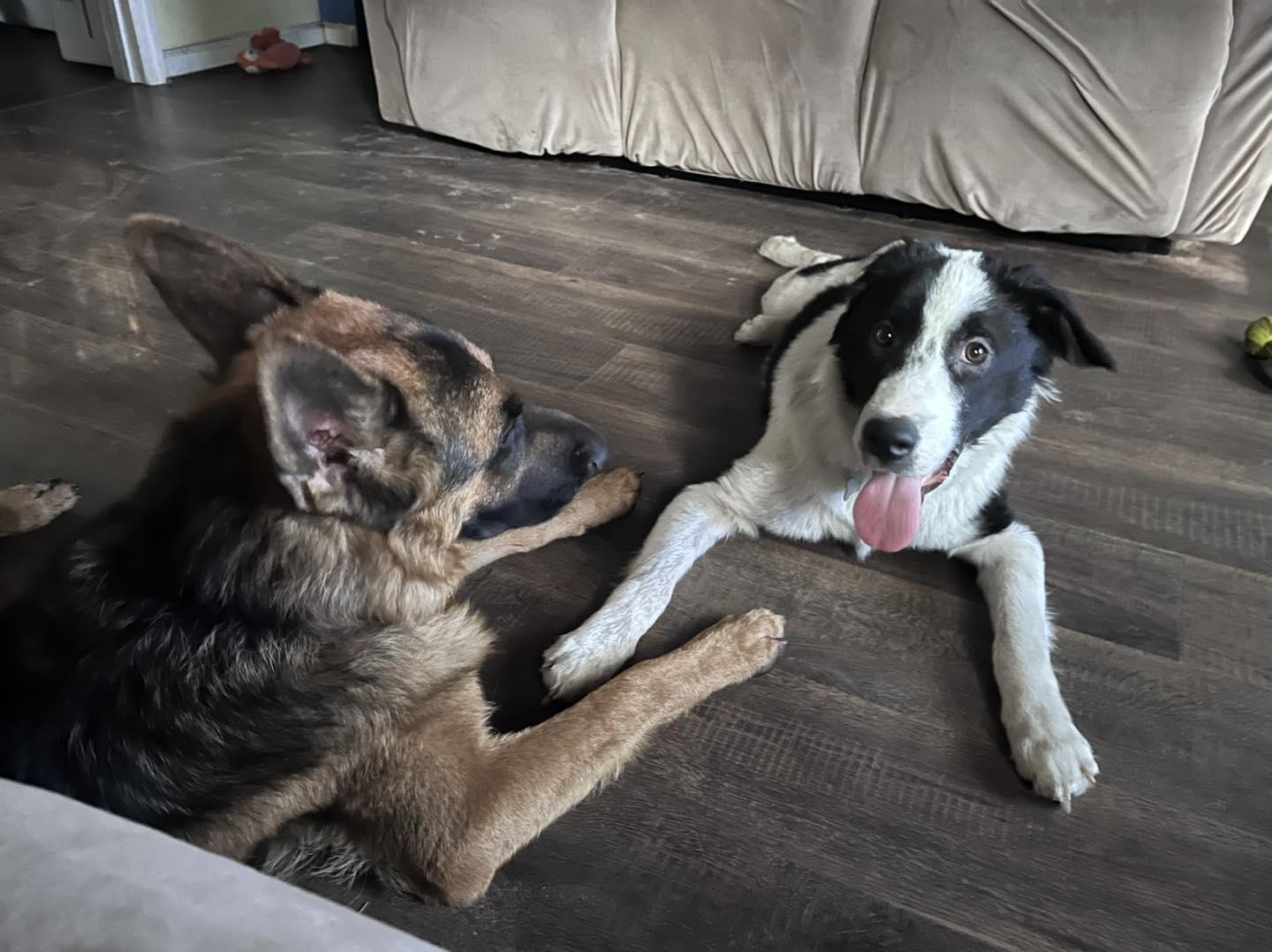 Enlarge Jack , a ADOPTABLE mixed breed in Green Cove Springs, FL image 5/6