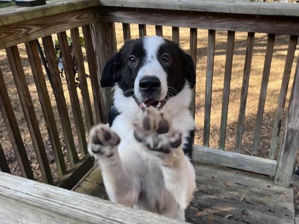 Enlarge Jack , a ADOPTABLE mixed breed in Green Cove Springs, FL image 6/6