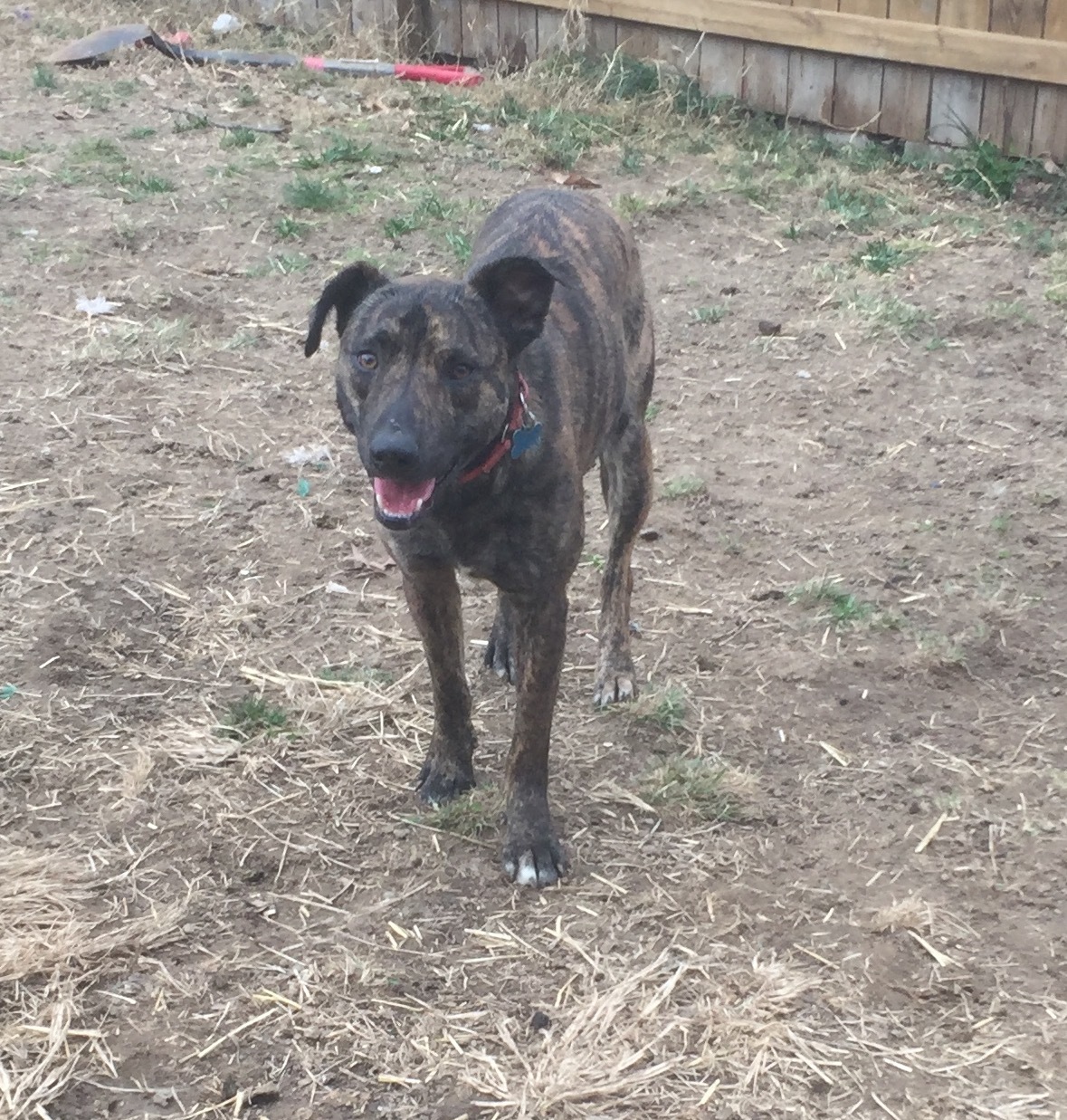 Fredrick, a Adoptable mixed breed in Eureka, MO image 2/4