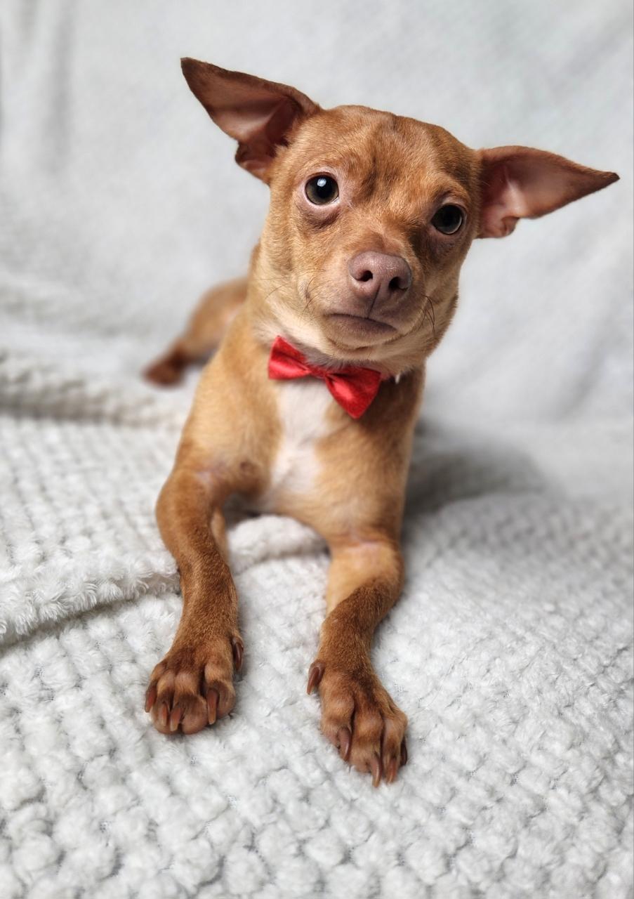 Enlarge Romeo, an adopted Chihuahua in Mansfield, TX image 3/3