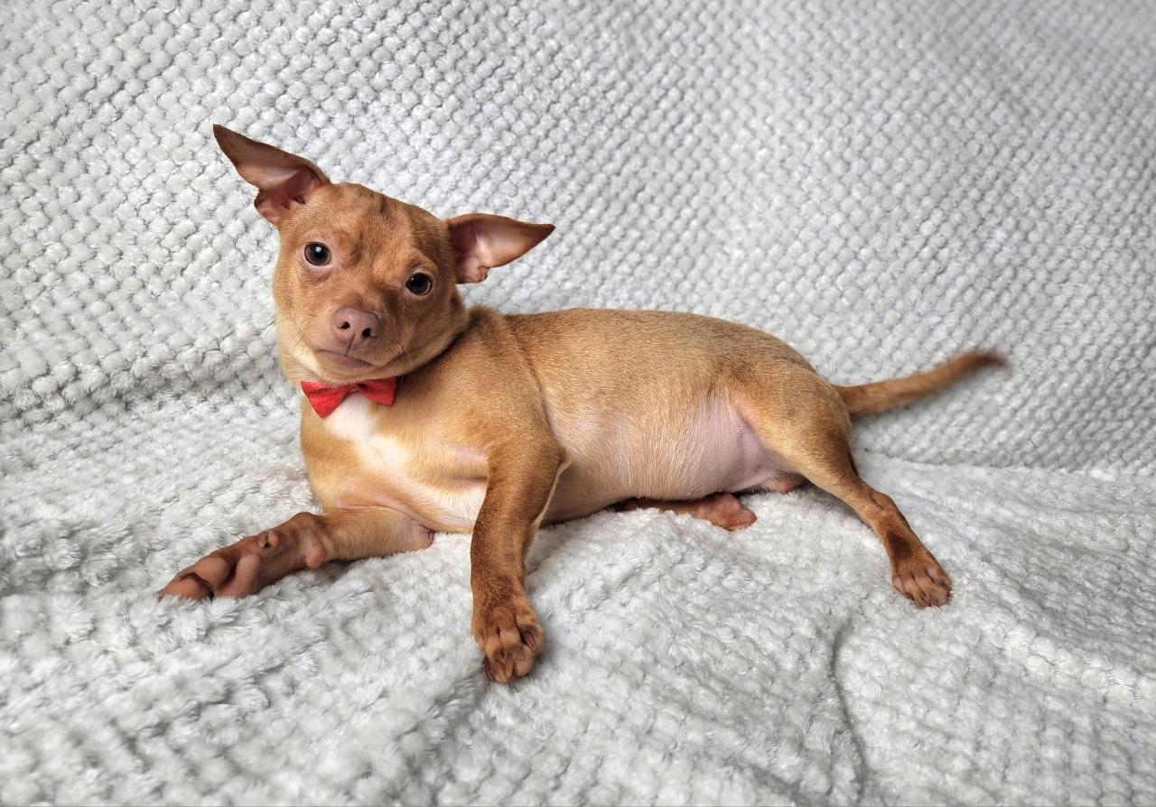 Enlarge Romeo, an adopted Chihuahua in Mansfield, TX image 2/3