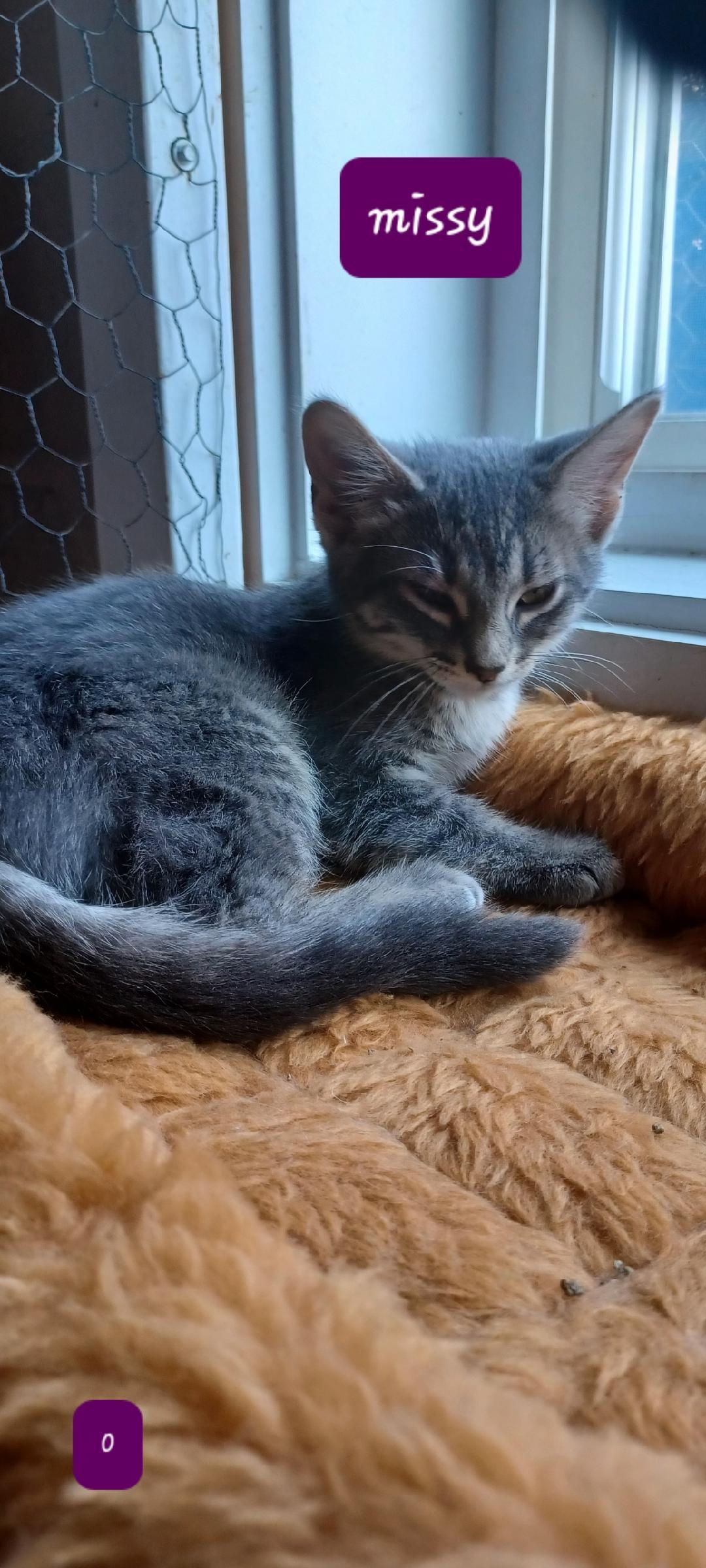 Missy, a Adoptable Domestic Short Hair in Walworth, WI image 2/2