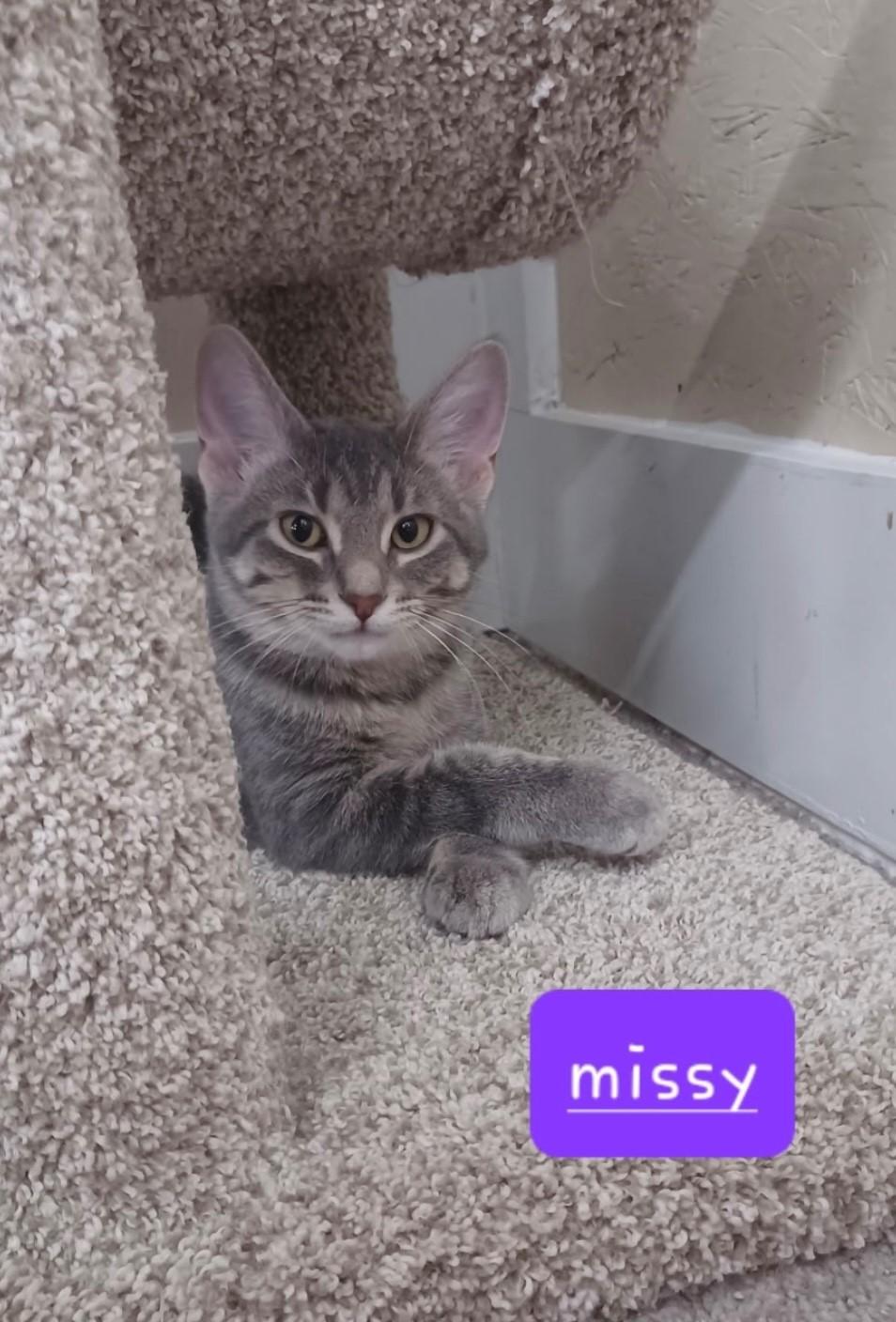 Missy, a Adoptable Domestic Short Hair in Walworth, WI image 1/2