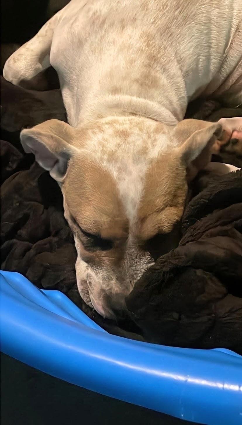 Enlarge Flossy, a Adoptable Staffordshire Bull Terrier in Knoxville, TN image 6/6