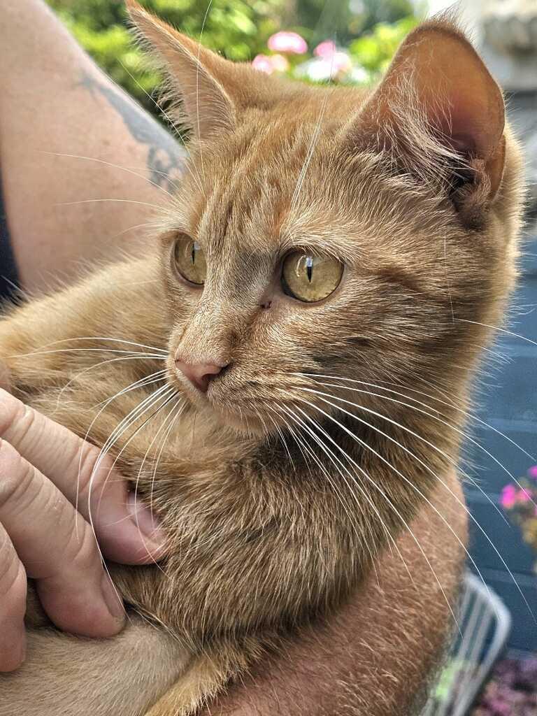 Enlarge Ginger, a Adopted mixed breed in Johnson City, TN image 4/5