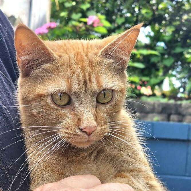 Enlarge Ginger, a Adopted mixed breed in Johnson City, TN image 5/5