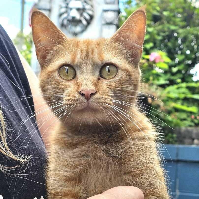 Ginger, Adopted, Young Female Domestic Short Hair & Tabby.