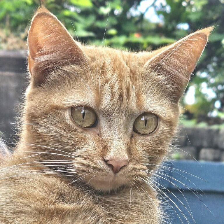 Enlarge Ginger, a Adopted mixed breed in Johnson City, TN image 2/5