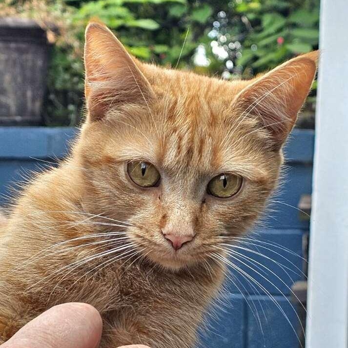 Enlarge Ginger, a Adopted mixed breed in Johnson City, TN image 3/5