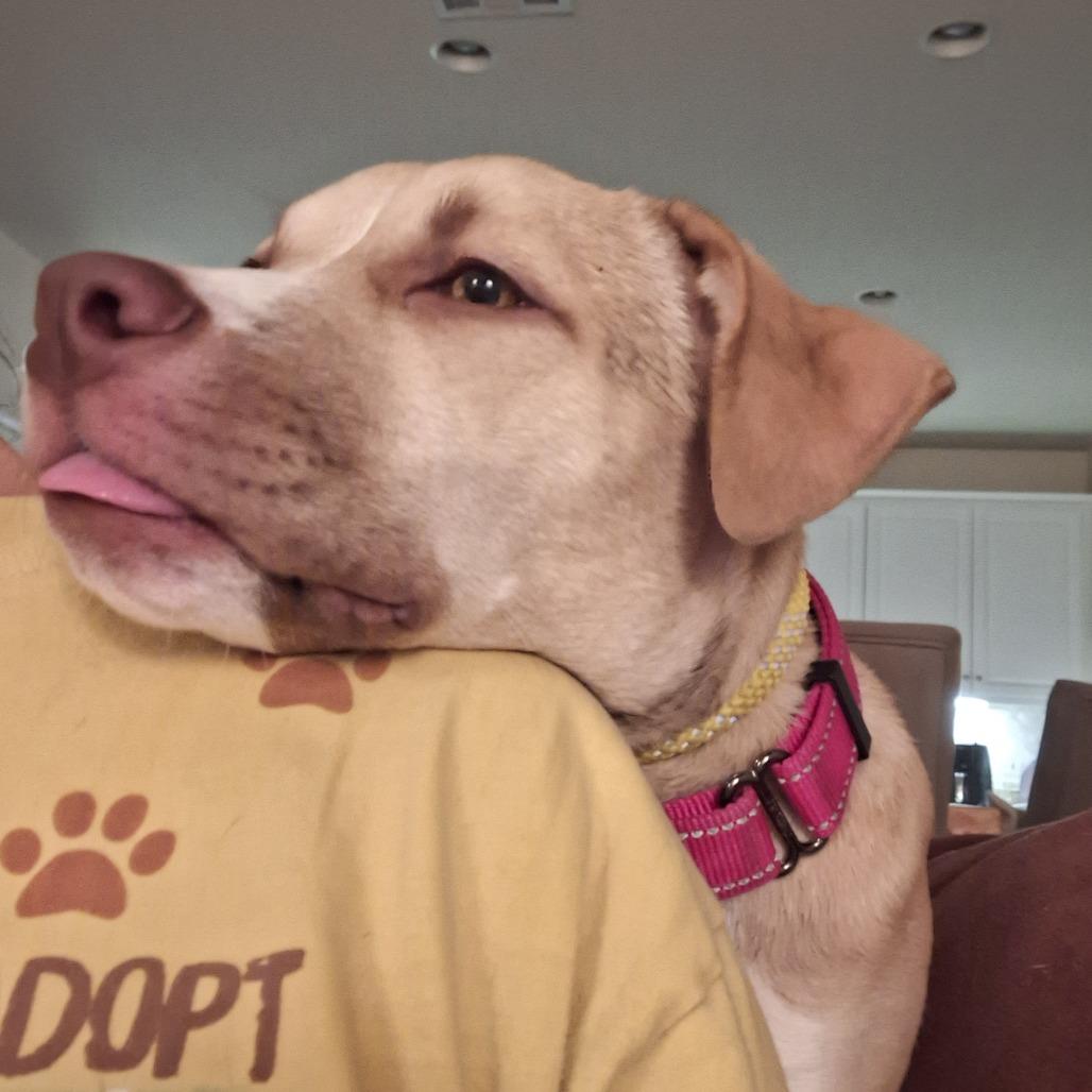 Enlarge Georgia, a Adoptable mixed breed in Long Beach, CA image 1/5