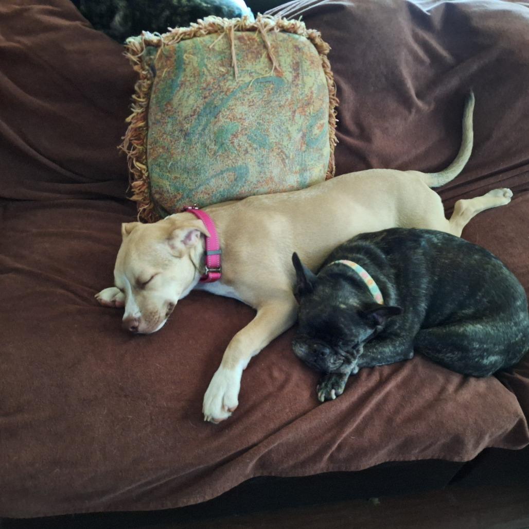 Enlarge Georgia, a Adoptable mixed breed in Long Beach, CA image 2/5