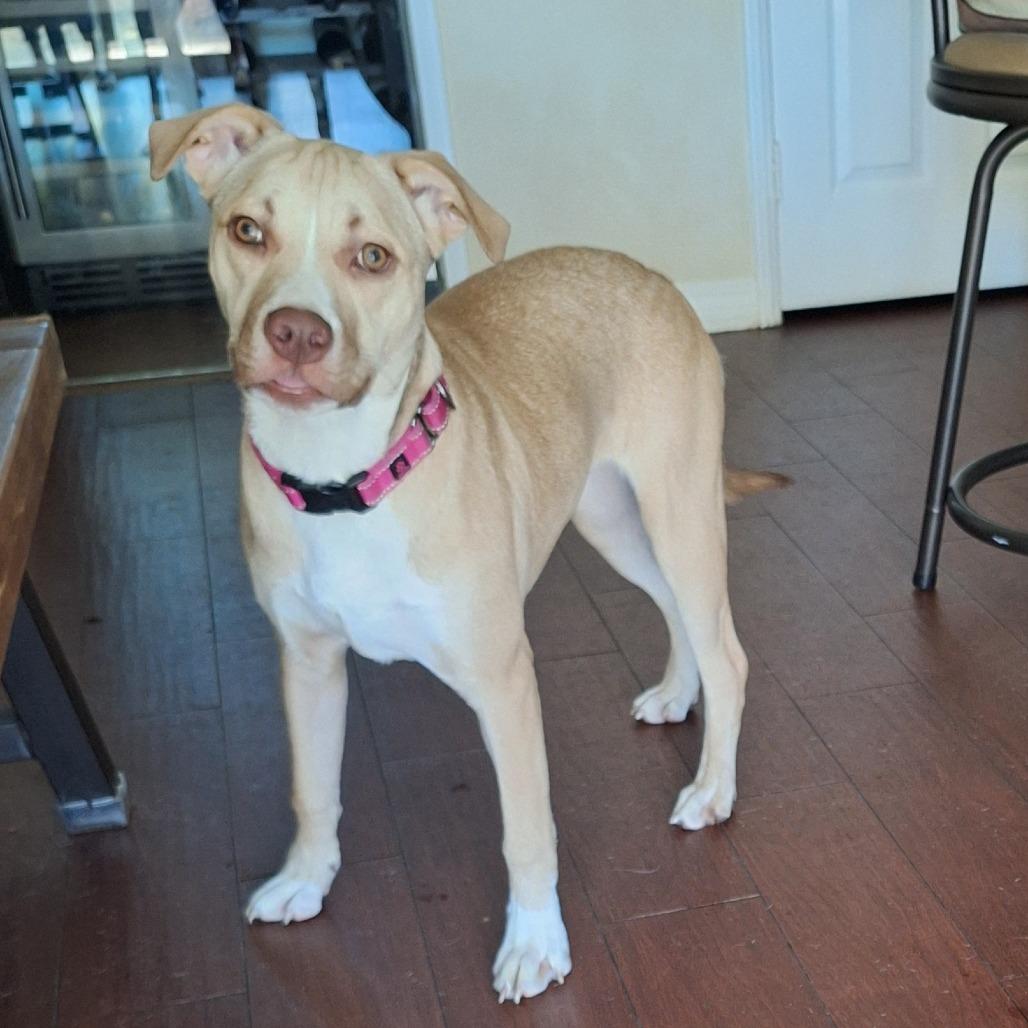 Enlarge Georgia, a Adoptable mixed breed in Long Beach, CA image 3/5