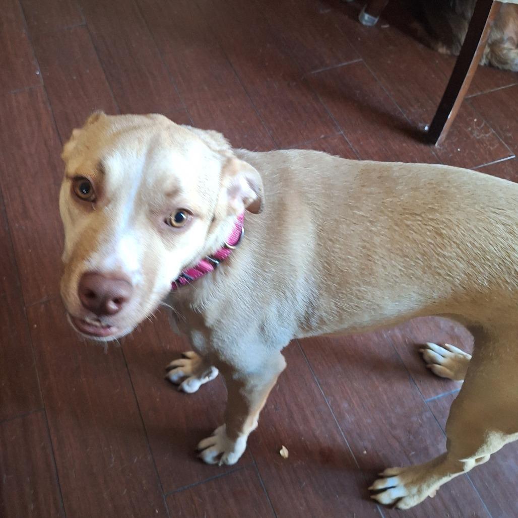 Enlarge Georgia, a Adoptable mixed breed in Long Beach, CA image 4/5