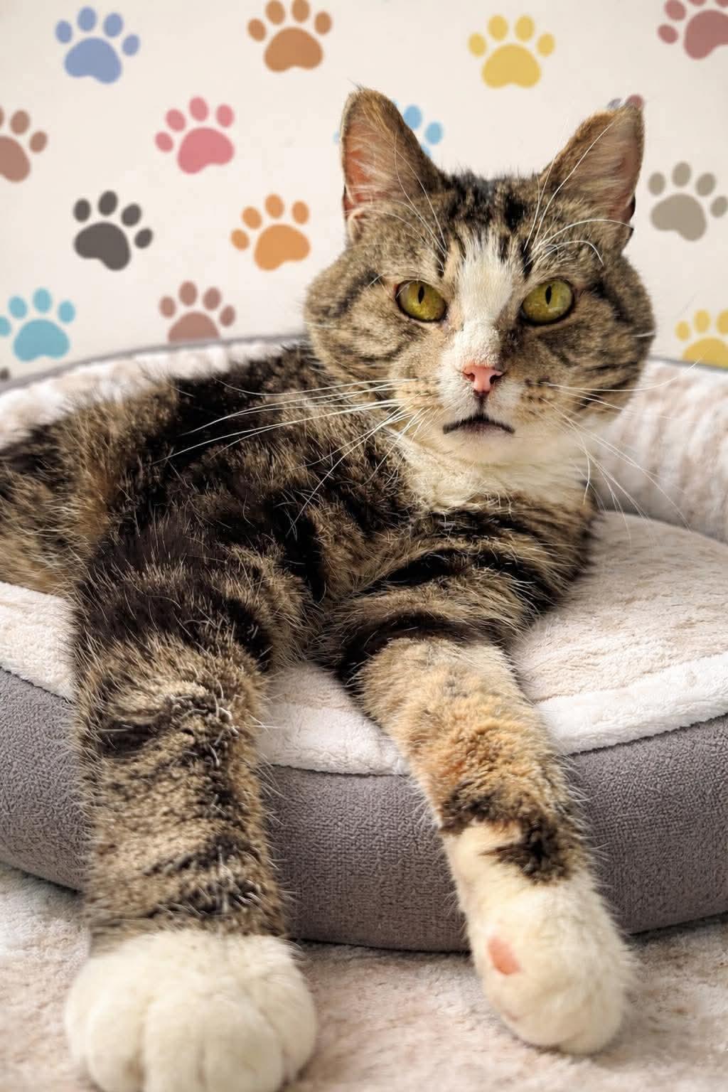 Enlarge Alicia, a Adoptable mixed breed in Greensburg, PA image 3/3