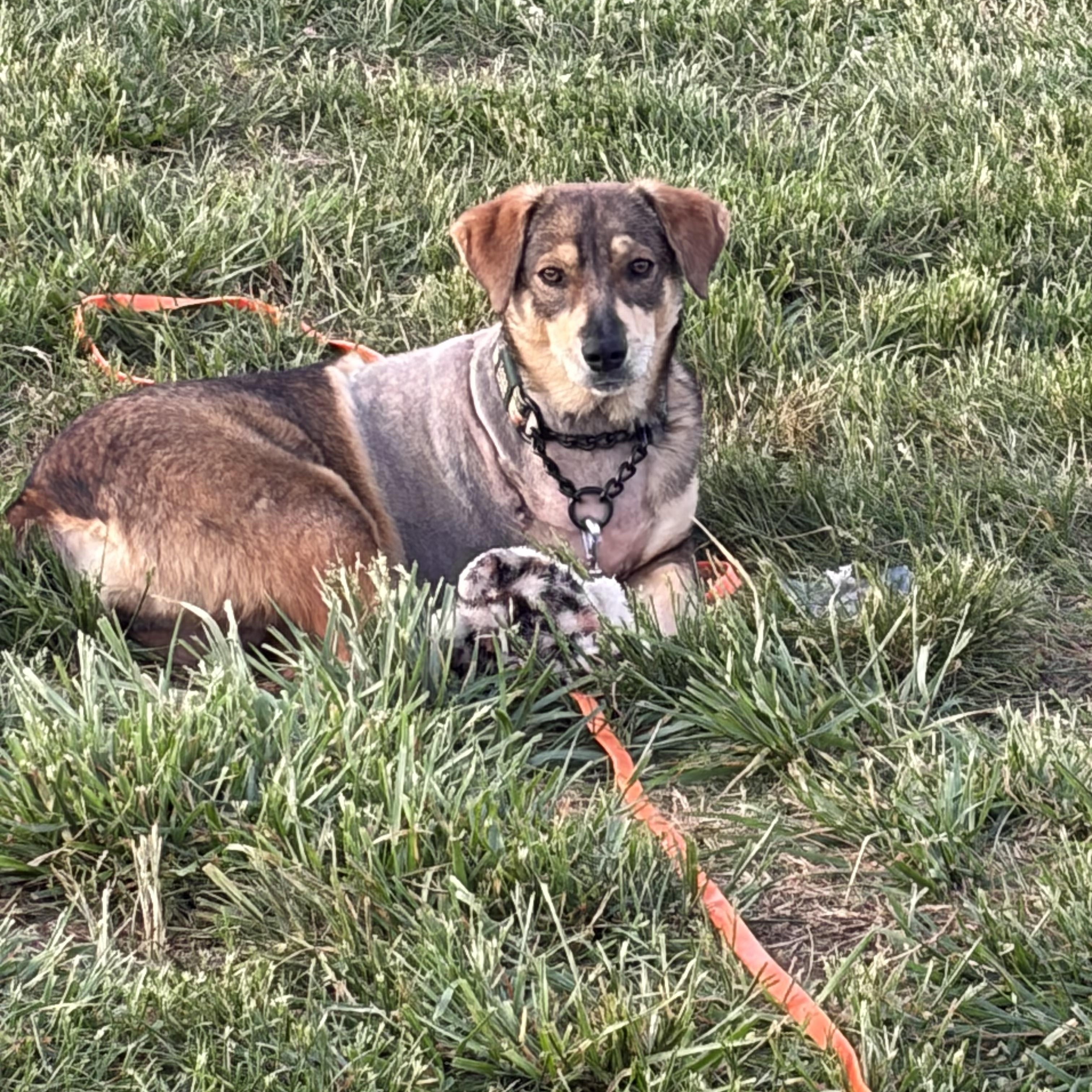 Hope , a ADOPTABLE mixed breed in Warrenton, VA image 1/5