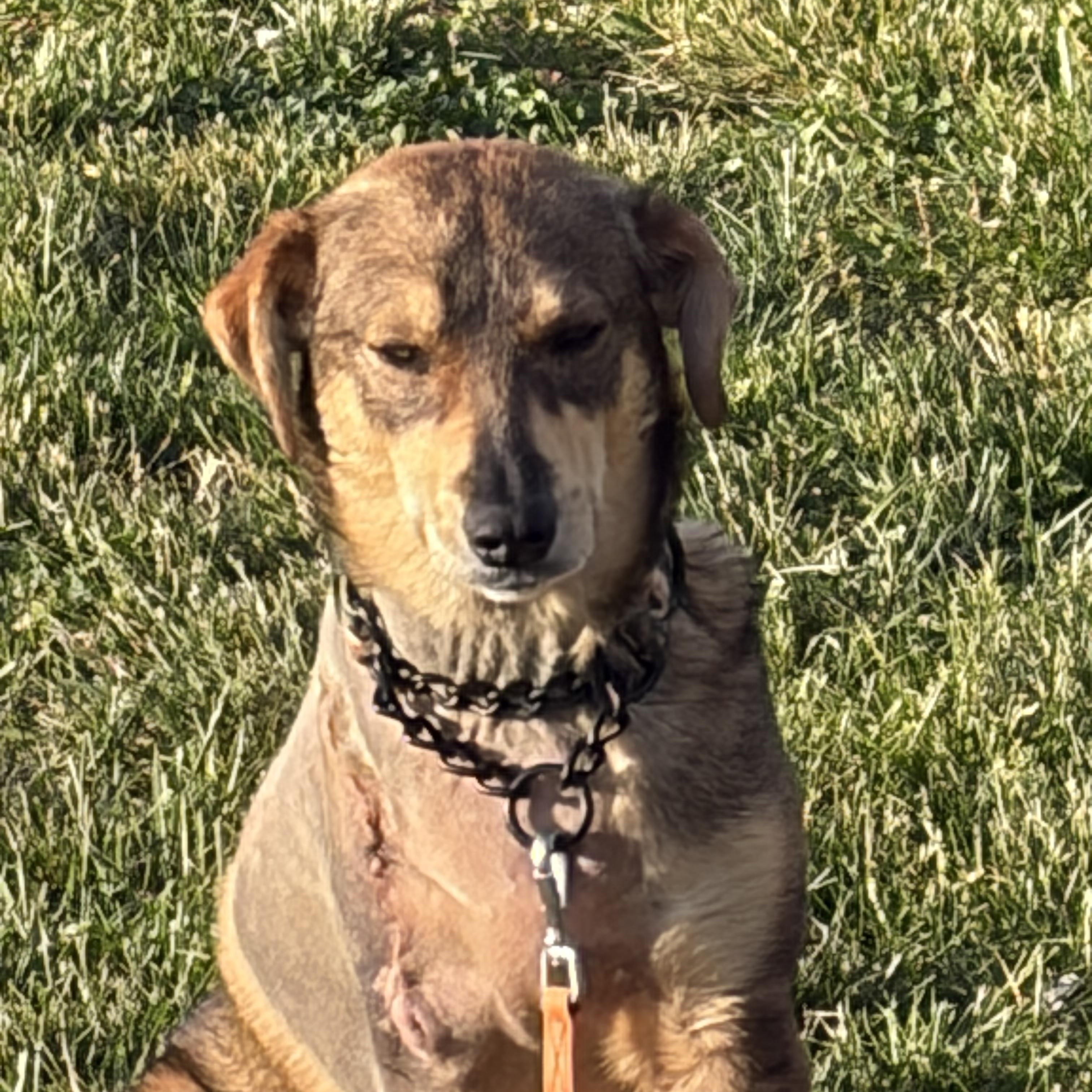 Hope , a ADOPTABLE mixed breed in Warrenton, VA image 3/5