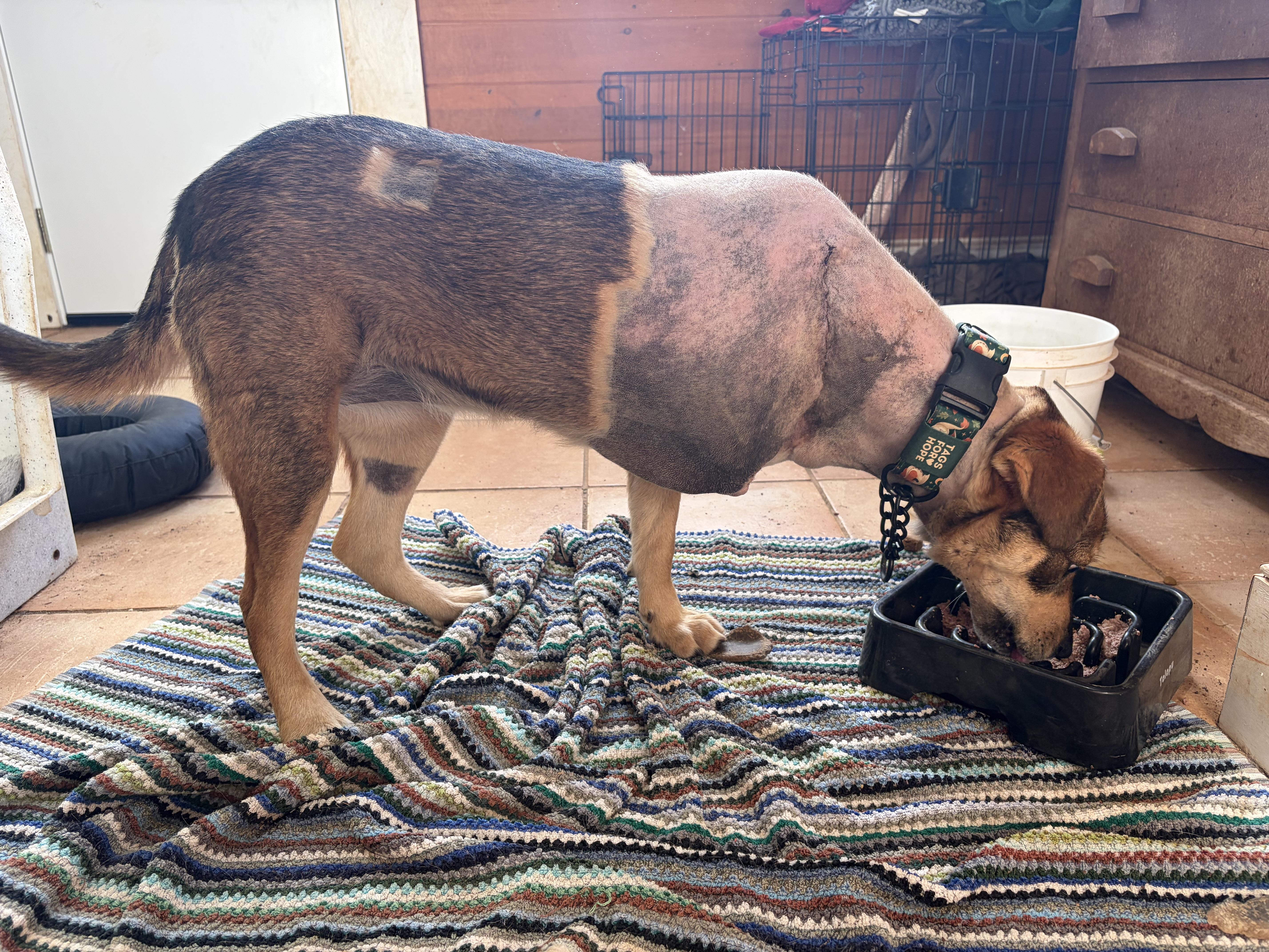 Hope , a ADOPTABLE mixed breed in Warrenton, VA image 2/5