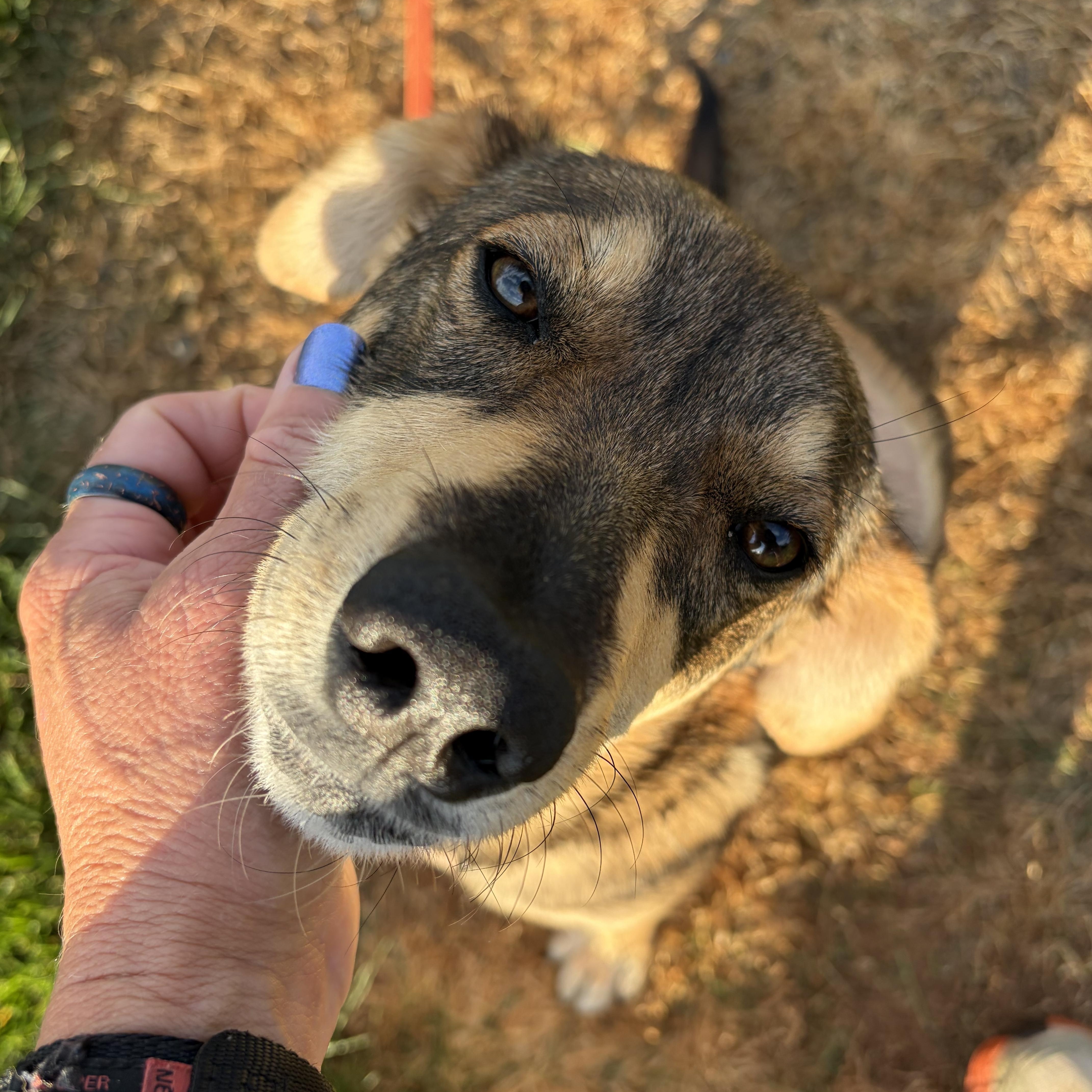 Hope , a ADOPTABLE mixed breed in Warrenton, VA image 4/5