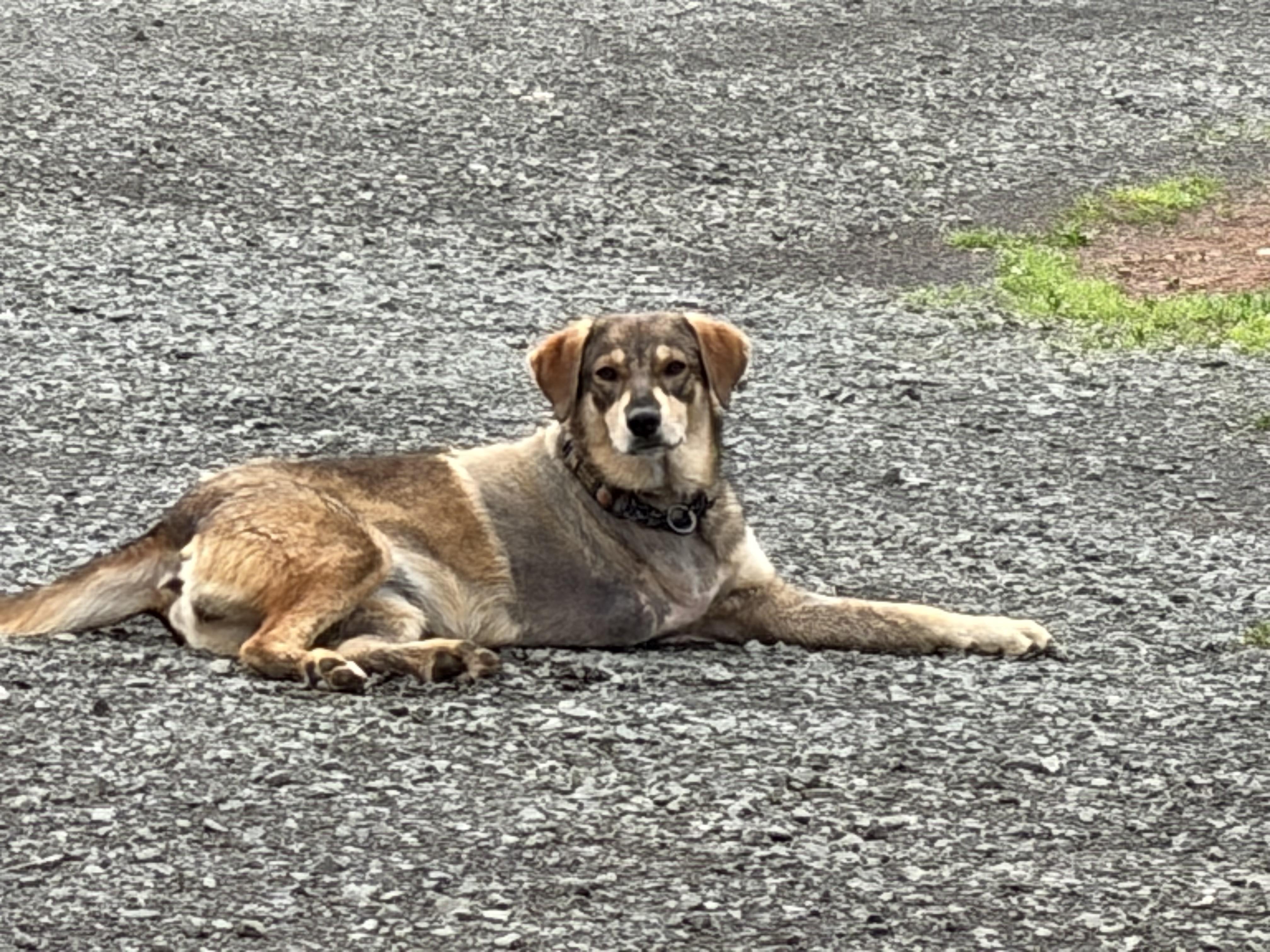 Hope , a ADOPTABLE mixed breed in Warrenton, VA image 5/6