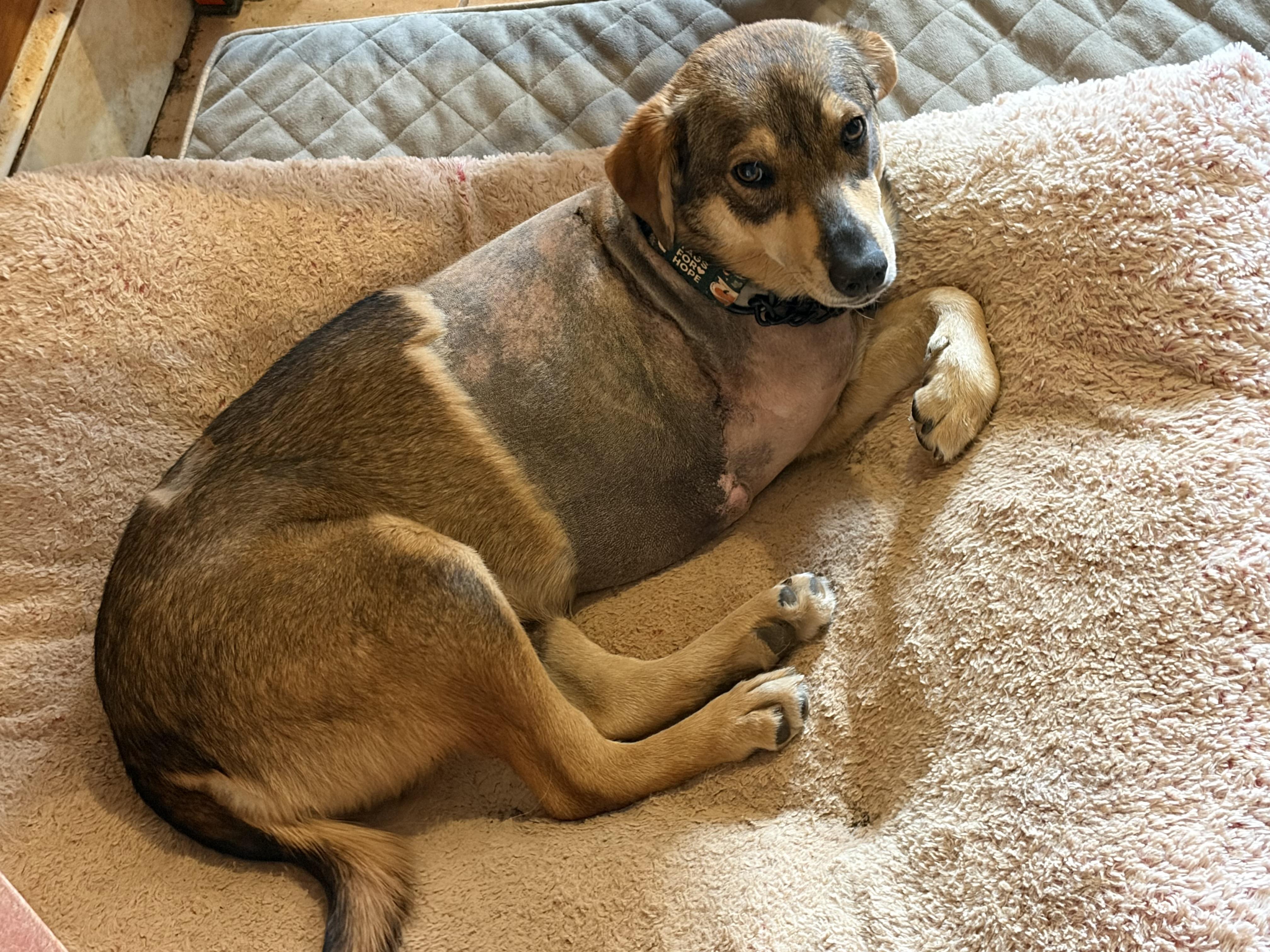 Hope , a ADOPTABLE mixed breed in Warrenton, VA image 6/6