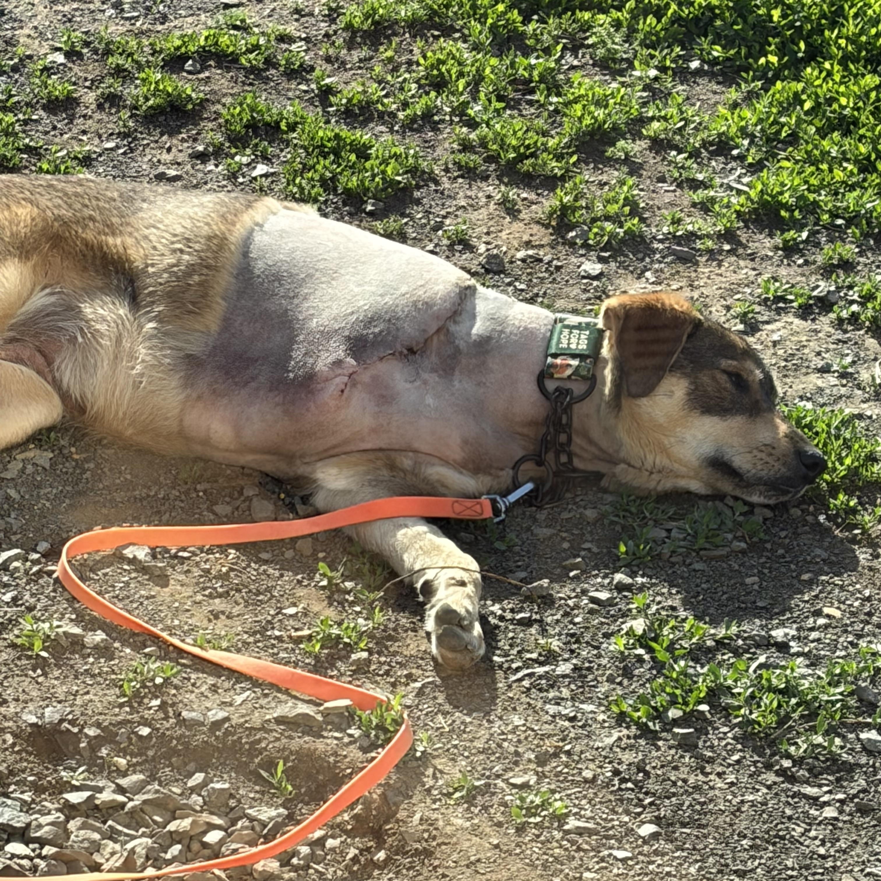 Hope , a ADOPTABLE mixed breed in Warrenton, VA image 5/5