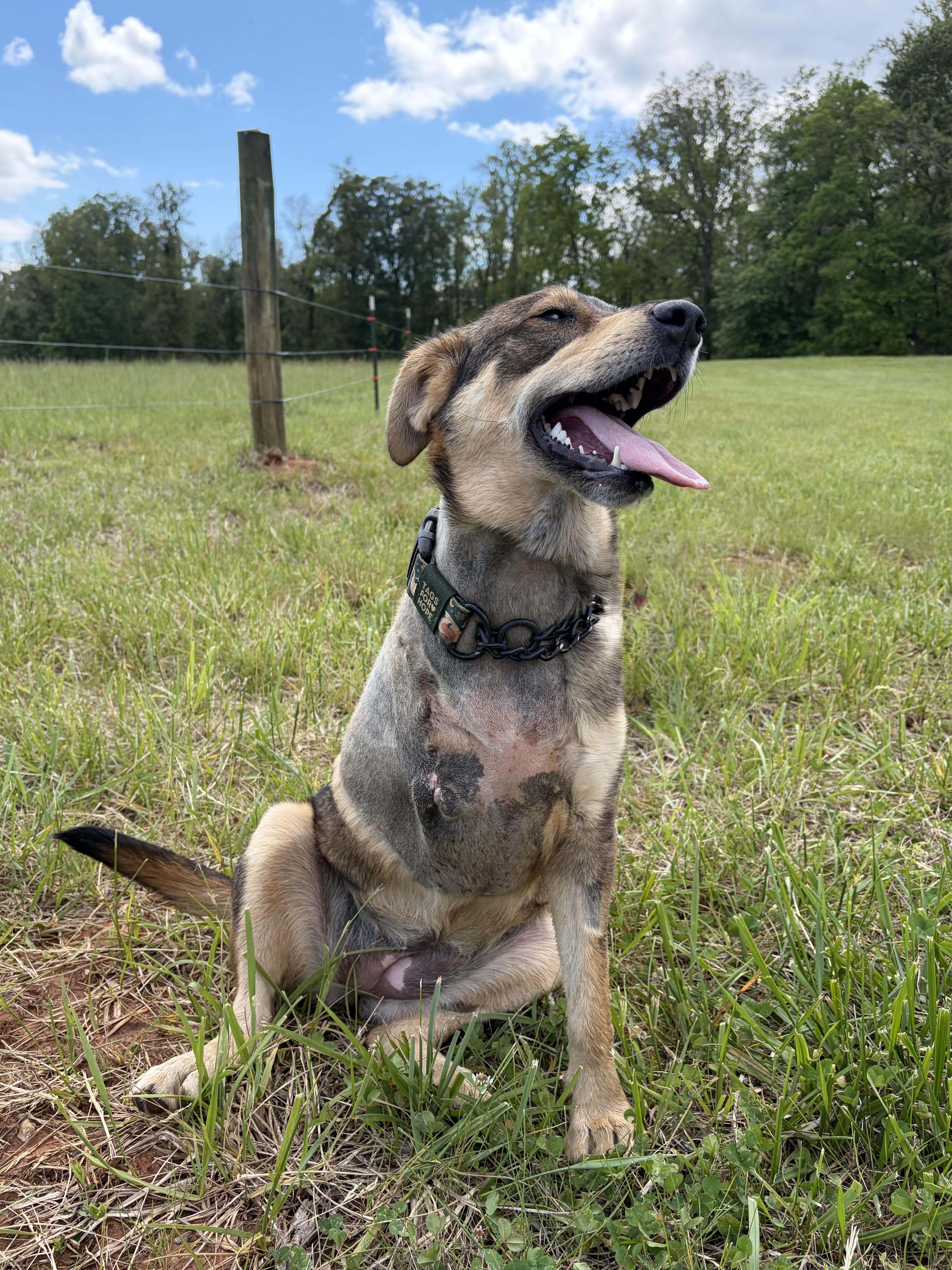 Hope , ADOPTABLE, Young Female American Staffordshire Terrier & German Shepherd Dog.