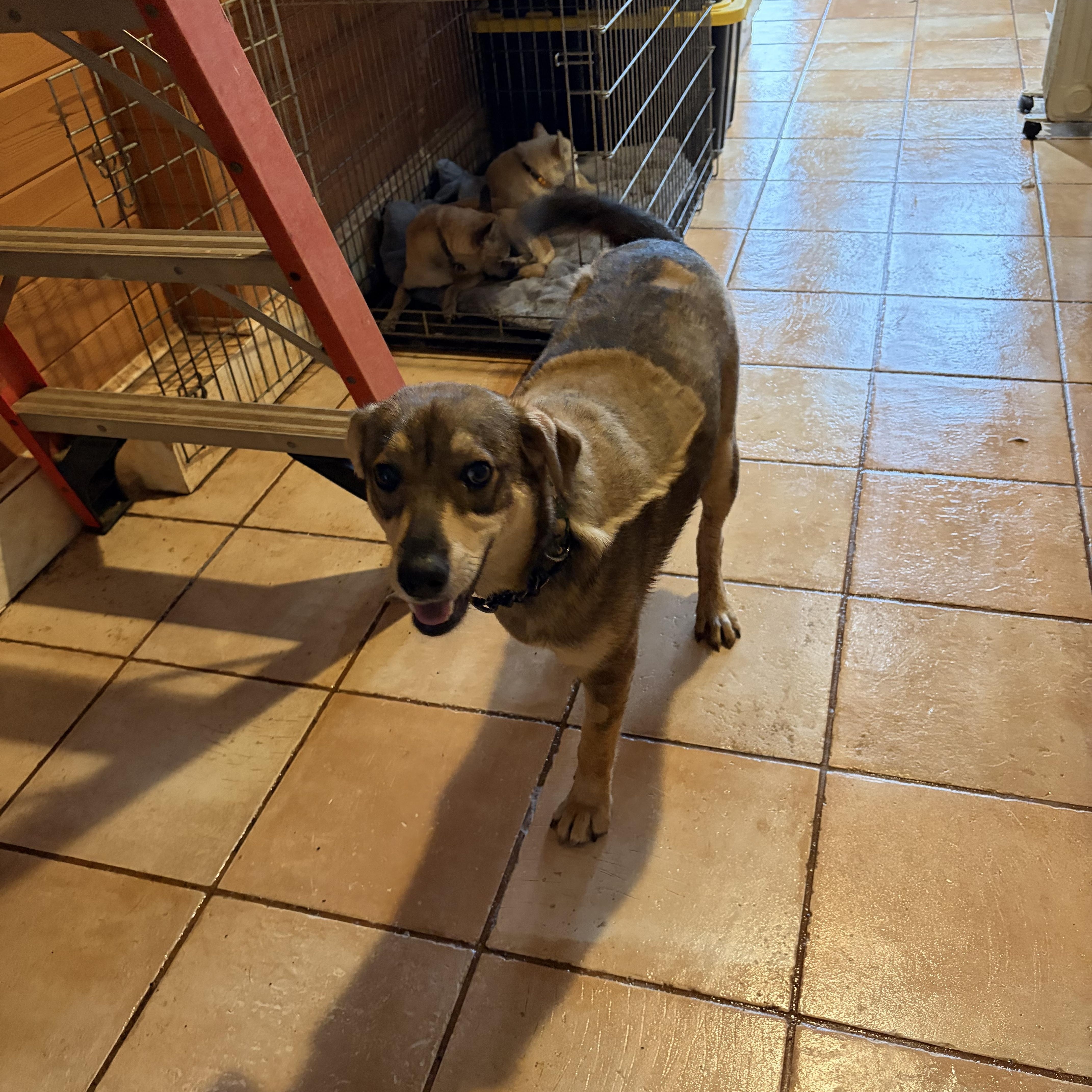 Hope , a ADOPTABLE mixed breed in Warrenton, VA image 3/6