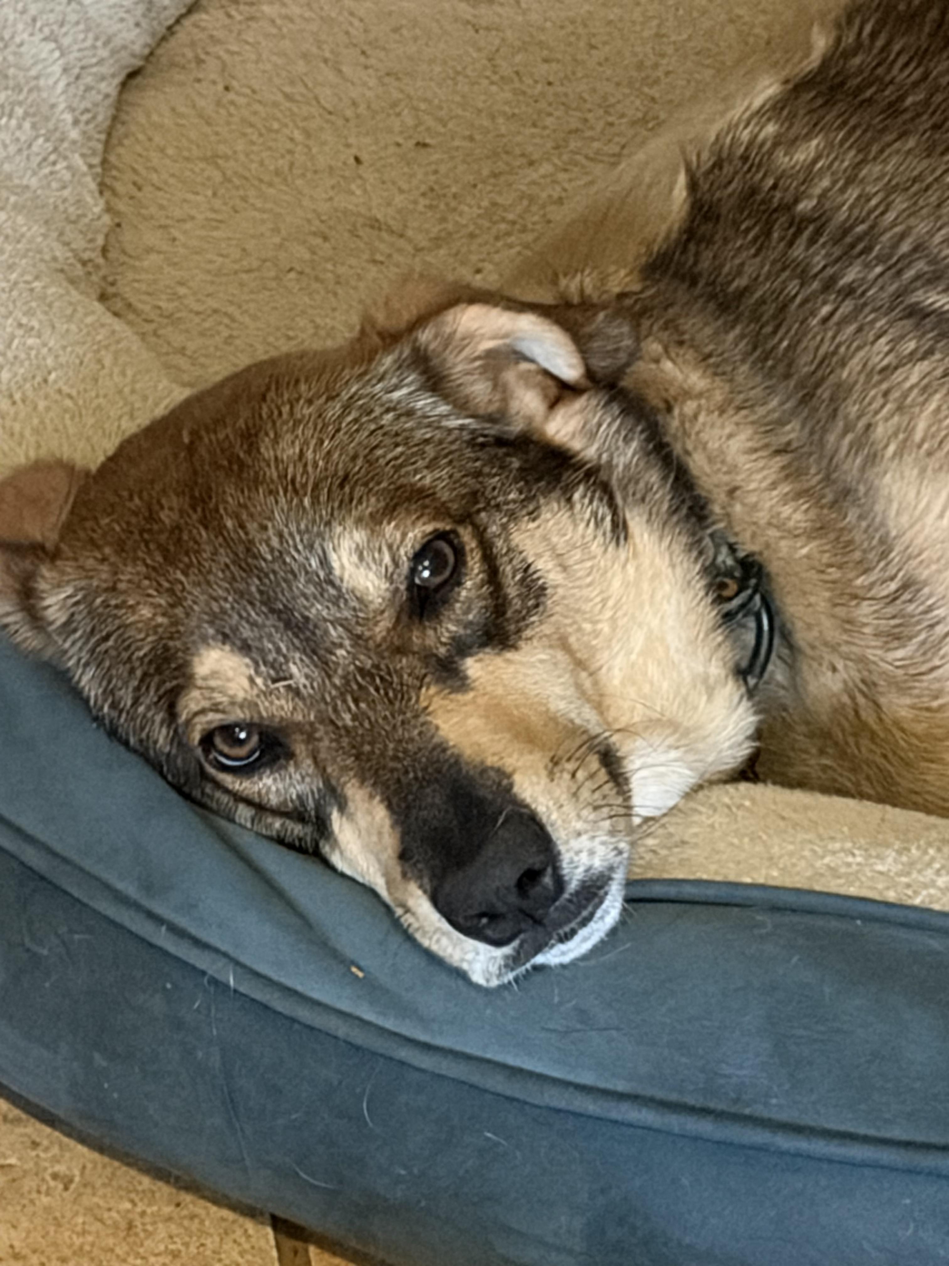 Hope , a ADOPTABLE mixed breed in Warrenton, VA image 4/6