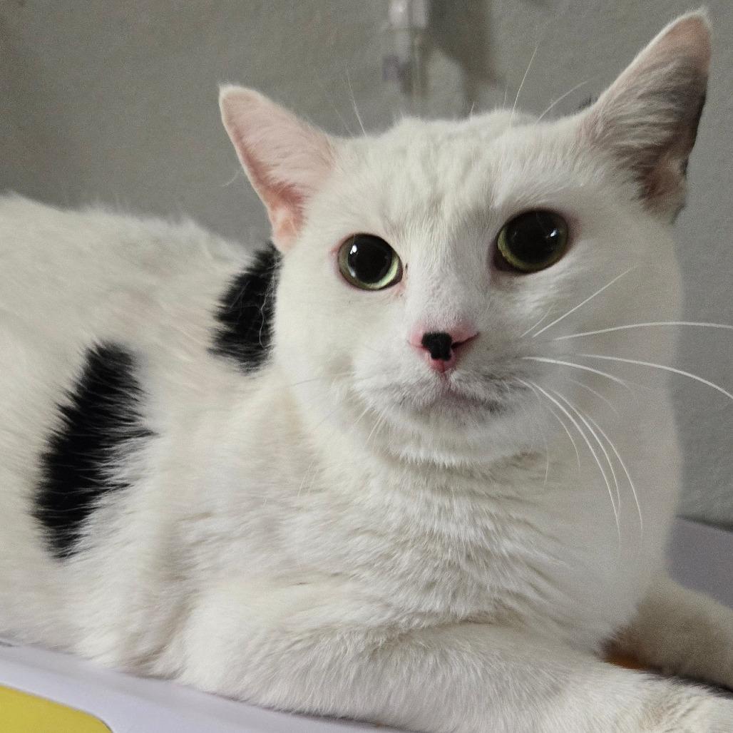 Randall, Adoptable, Senior Male Turkish Van & Domestic Short Hair.