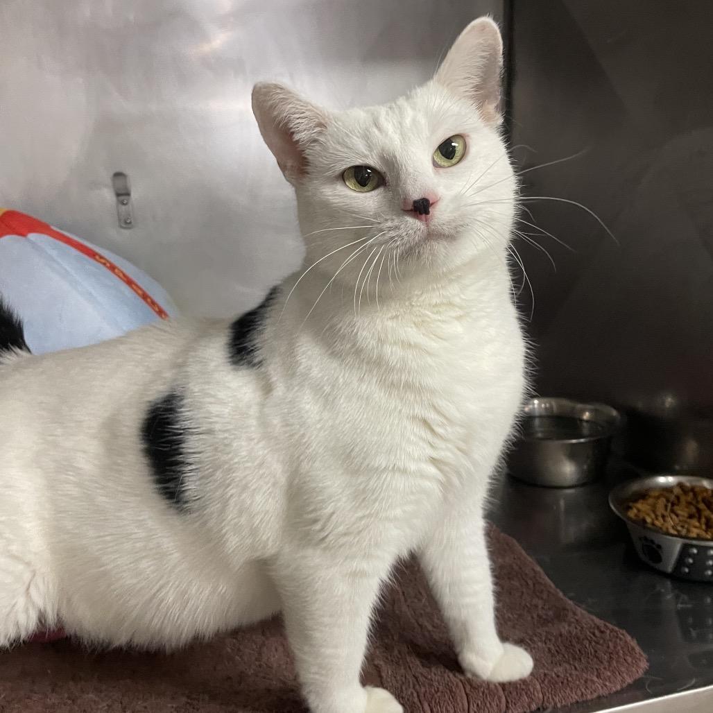 Enlarge Randall, a Adoptable mixed breed in San Jacinto, CA image 2/4