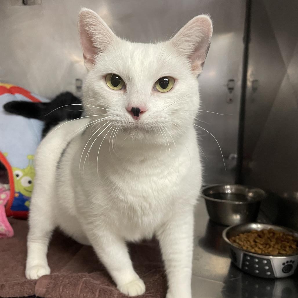 Enlarge Randall, a Adoptable mixed breed in San Jacinto, CA image 3/4