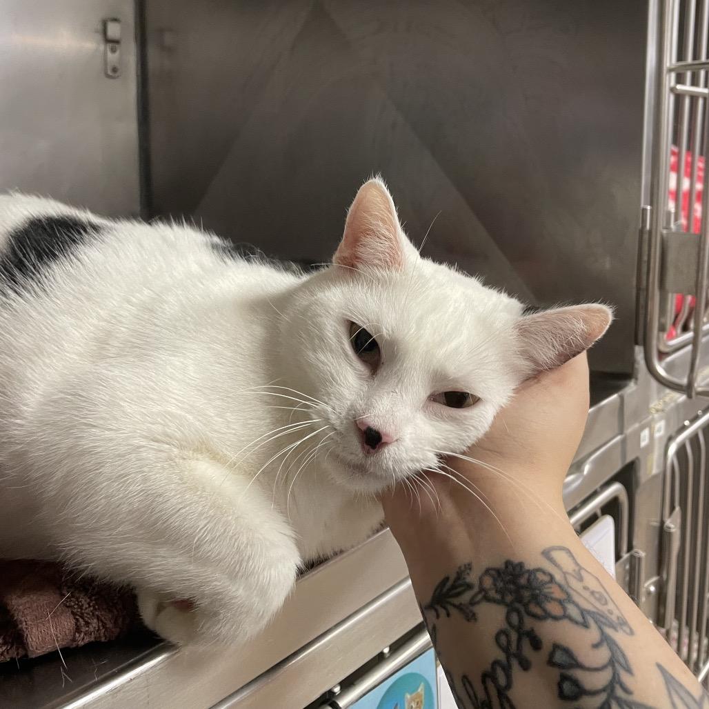 Enlarge Randall, a Adoptable mixed breed in San Jacinto, CA image 4/4