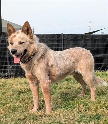 Enlarge FRODO, a Adoptable mixed breed in San Martin, CA image 1/1