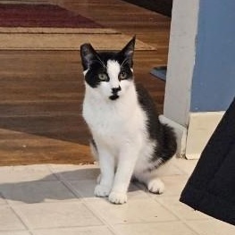 Kate, ADOPTABLE, Young Female Domestic Short Hair.