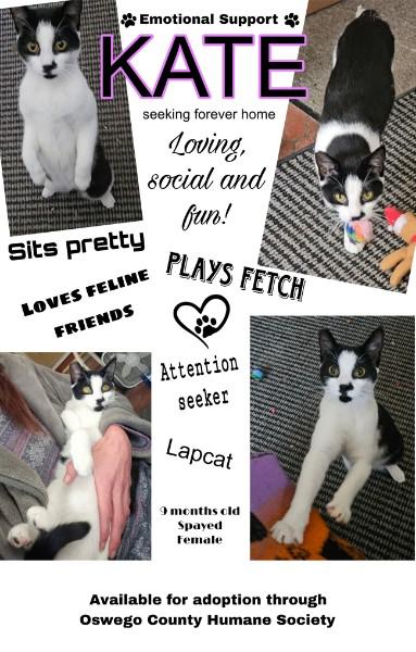 Enlarge Kate, a ADOPTABLE Domestic Short Hair in Oswego, NY image 4/4