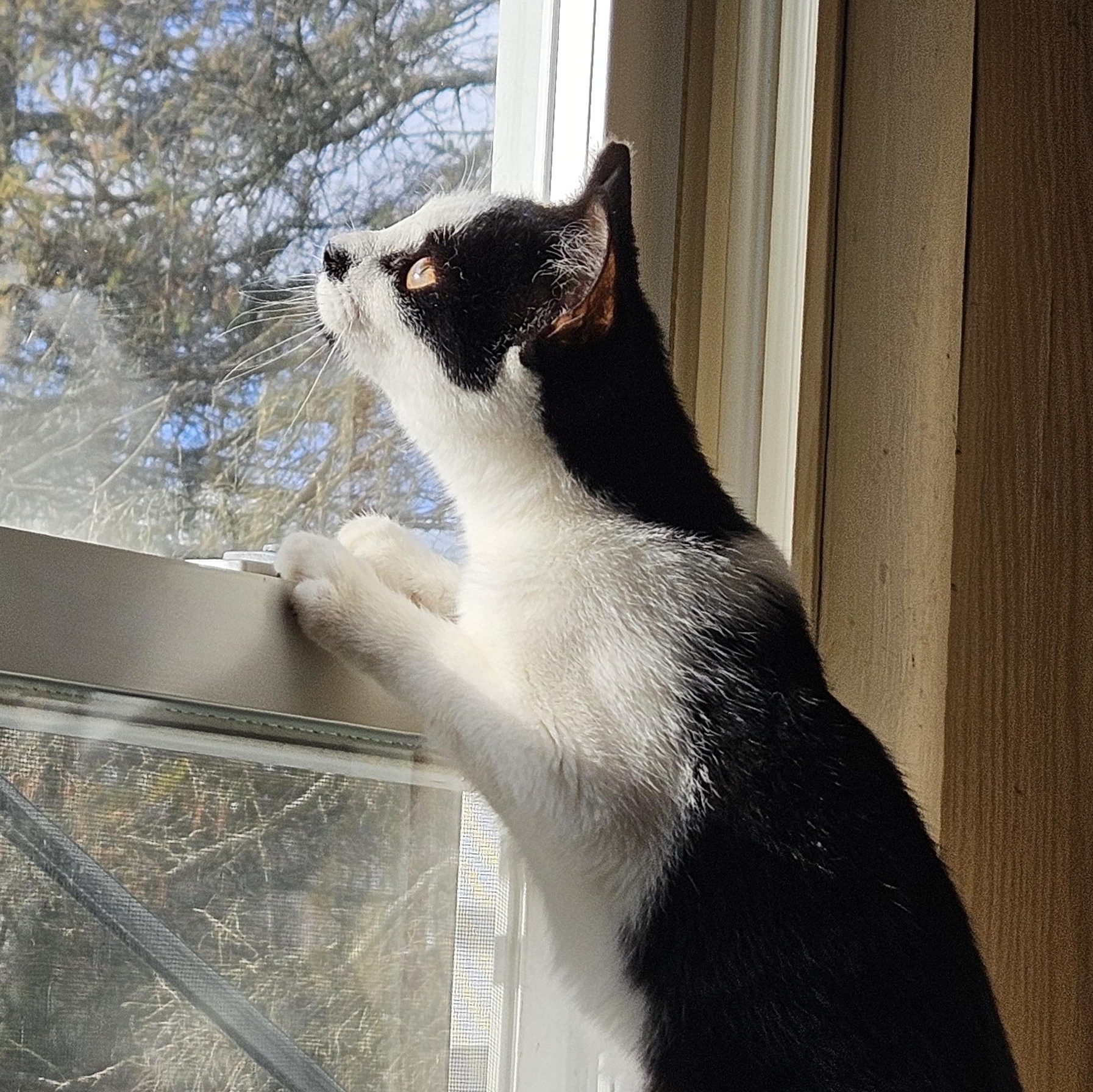 Enlarge Kate, a ADOPTABLE Domestic Short Hair in Oswego, NY image 3/4