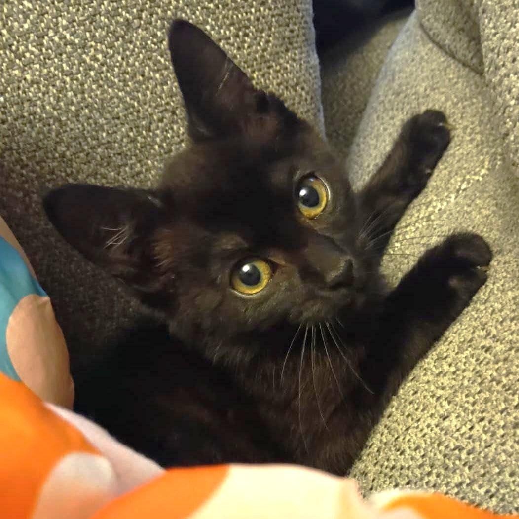 Blue, Adopted, Kitten Male Domestic Short Hair.