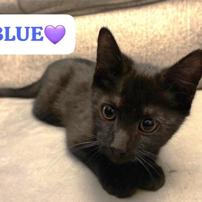 Enlarge Blue, a Adopted Domestic Short Hair in West Orange, NJ image 2/3