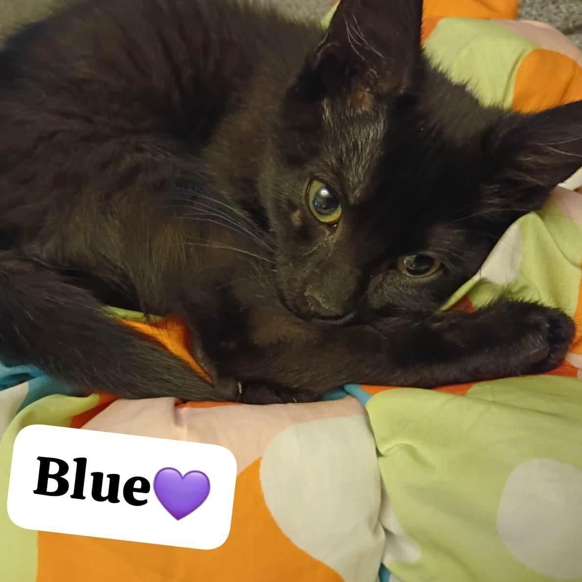 Enlarge Blue, a Adopted Domestic Short Hair in West Orange, NJ image 3/3