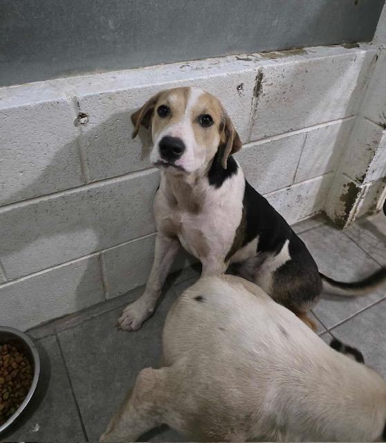 FRIDA: HOUND GIRL with BIG DREAMS & EVEN BIGGER EARS, an adoptable Hound in Houlton, ME, 04730 | Photo Image 2