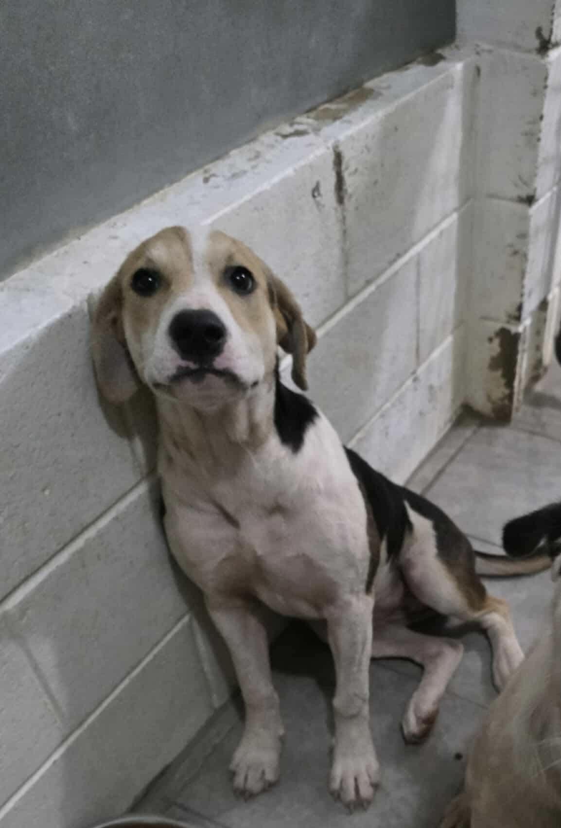 FRIDA: HOUND GIRL with BIG DREAMS & EVEN BIGGER EARS, an adoptable Hound in Houlton, ME, 04730 | Photo Image 1