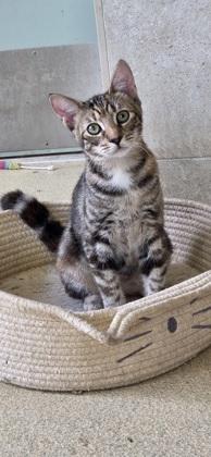 Enlarge Mele, a Adoptable mixed breed in Honolulu, HI image 1/2