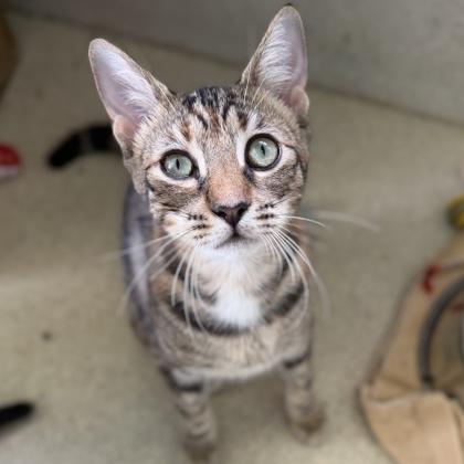 Enlarge Mele, a Adoptable mixed breed in Honolulu, HI image 2/2